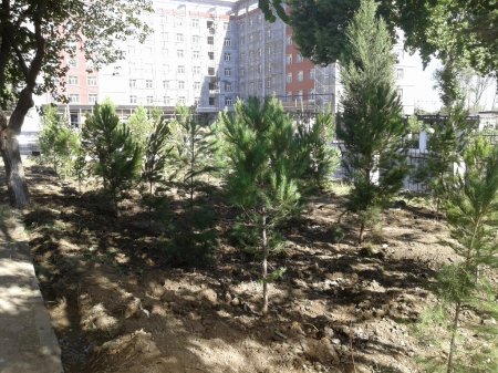 Azərbaycan Dövlət Aqrar Universitetində yaşıllaşdırma işləri uğurla davam edir