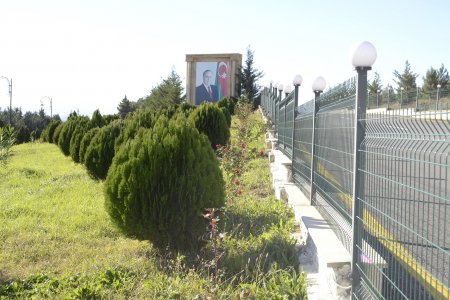 Füzulidə “Ümumrespublika Yaşıllaşdırma” marafonu çərçivəsində ağacəkmə kompaniyası davam edir- FOTOLAR