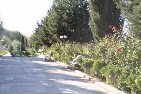 Füzulidə “Ümumrespublika Yaşıllaşdırma” marafonu çərçivəsində ağacəkmə kompaniyası davam edir- FOTOLAR