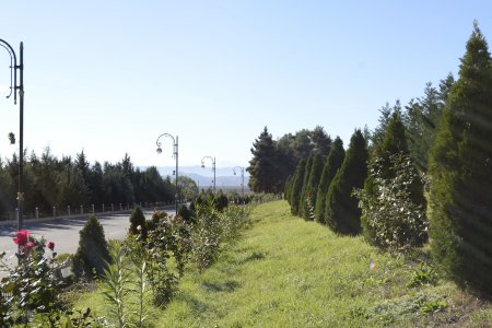 Füzulidə “Ümumrespublika Yaşıllaşdırma” marafonu çərçivəsində ağacəkmə kompaniyası davam edir- FOTOLAR