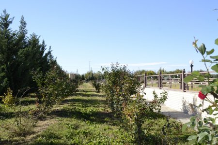 Füzulidə “Ümumrespublika Yaşıllaşdırma” marafonu çərçivəsində ağacəkmə kompaniyası davam edir- FOTOLAR