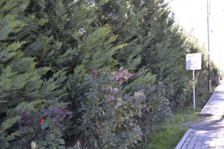 Füzulidə “Ümumrespublika Yaşıllaşdırma” marafonu çərçivəsində ağacəkmə kompaniyası davam edir- FOTOLAR