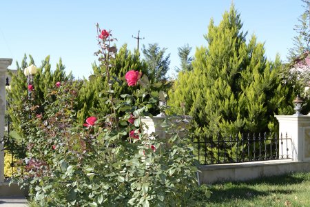 Füzulidə “Ümumrespublika Yaşıllaşdırma” marafonu çərçivəsində ağacəkmə kompaniyası davam edir- FOTOLAR