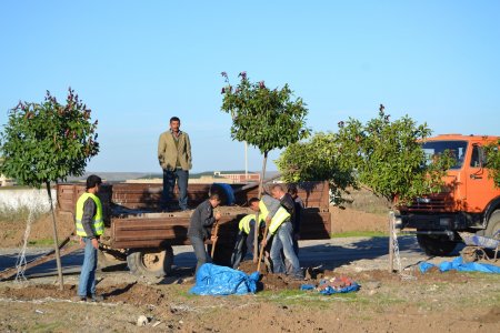 Gənc Horadiz şəhərində Gənclər prospektinin tikintisi davam edir- FOTOLAR