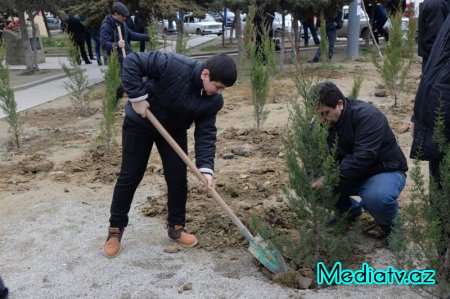 Nəsimi rayonunda Yaşıl Marafon layihəsi çərçivəsində ağacəkmə aksiyası keçirilmişdir - FOTOLAR
