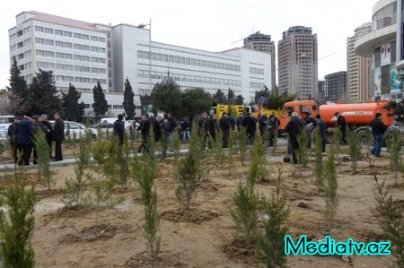 Nəsimi rayonunda Yaşıl Marafon layihəsi çərçivəsində ağacəkmə aksiyası keçirilmişdir - FOTOLAR