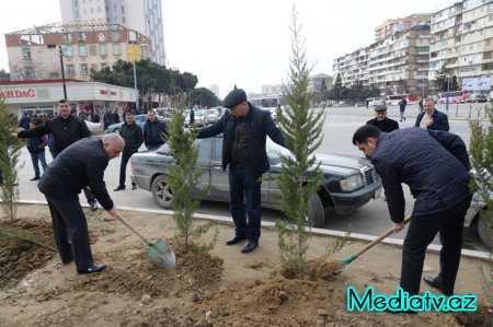 Nəsimi rayonunda Yaşıl Marafon layihəsi çərçivəsində ağacəkmə aksiyası keçirilmişdir - FOTOLAR