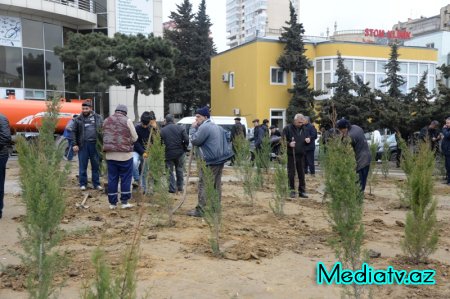 Nəsimi rayonunda Yaşıl Marafon layihəsi çərçivəsində ağacəkmə aksiyası keçirilmişdir - FOTOLAR