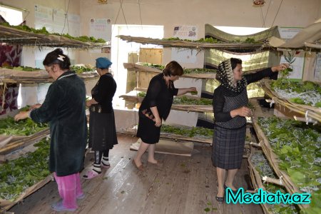 Füzuli rayonunda baramaçılıq bərpa olunur - FOTOLAR