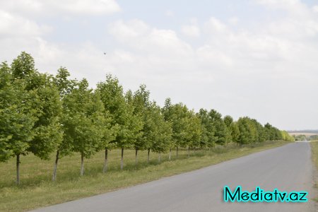 Prezidentin kənd təsərrüfatının inkişafı ilə bağlı tapşırıqları Füzulidə uğurla icra olunur - FOTOLAR