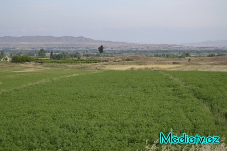 Prezidentin kənd təsərrüfatının inkişafı ilə bağlı tapşırıqları Füzulidə uğurla icra olunur - FOTOLAR