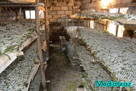 Prezidentin kənd təsərrüfatının inkişafı ilə bağlı tapşırıqları Füzulidə uğurla icra olunur - FOTOLAR