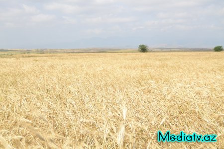 Prezidentin kənd təsərrüfatının inkişafı ilə bağlı tapşırıqları Füzulidə uğurla icra olunur - FOTOLAR