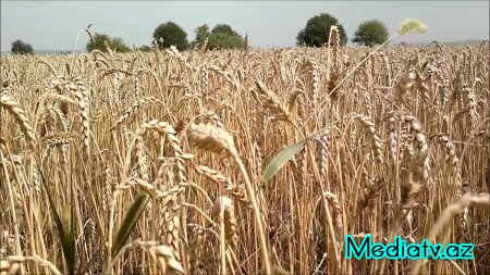 Kürdəmirdə taxıl biçini başa çatıb - FOTOLAR