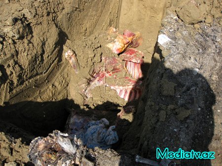 Hacıqabulda aşkarlanan mənşəyi məlum olmayan ətlər zərərsizləşdirilmişdir - FOTOLAR