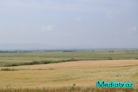 Prezidentin tapşırıq və göstərişlərinə əsasən Füzulidə iri taxılçılıq təsərrüfatları yaradılır - FOTOLAR