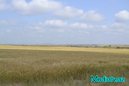 Prezidentin tapşırıq və göstərişlərinə əsasən Füzulidə iri taxılçılıq təsərrüfatları yaradılır - FOTOLAR