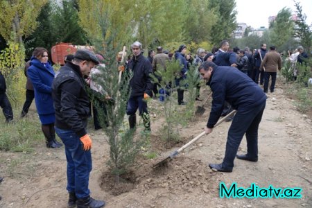 Nəsimi rayonunda Yaşıl Marafon layihəsi çərçivəsində ağacəkmə aksiyası keçirilmişdir - FOTOLAR