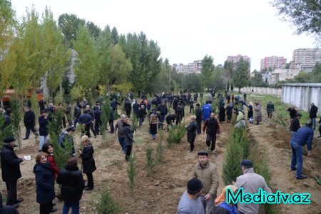 Nəsimi rayonunda Yaşıl Marafon layihəsi çərçivəsində ağacəkmə aksiyası keçirilmişdir - FOTOLAR