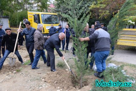 Nəsimi rayonunda Yaşıl Marafon layihəsi çərçivəsində ağacəkmə aksiyası keçirilmişdir - FOTOLAR