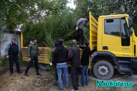 Nəsimi rayonunda Yaşıl Marafon layihəsi çərçivəsində ağacəkmə aksiyası keçirilmişdir - FOTOLAR