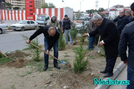Nəsimi rayonunda Yaşıl Marafon layihəsi çərçivəsində ağacəkmə aksiyası keçirilmişdir - FOTOLAR