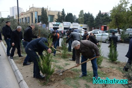 Nəsimi rayonunda Yaşıl Marafon layihəsi çərçivəsində ağacəkmə aksiyası keçirilmişdir - FOTOLAR