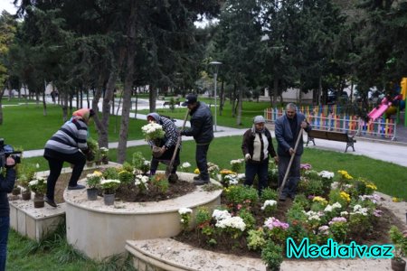 Nəsimi rayonunda Yaşıl Marafon layihəsi çərçivəsində ağacəkmə aksiyası keçirilmişdir - FOTOLAR