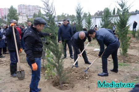 Nəsimi rayonunda Yaşıl Marafon layihəsi çərçivəsində ağacəkmə aksiyası keçirilmişdir - FOTOLAR