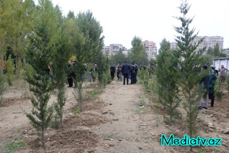 Nəsimi rayonunda Yaşıl Marafon layihəsi çərçivəsində ağacəkmə aksiyası keçirilmişdir - FOTOLAR