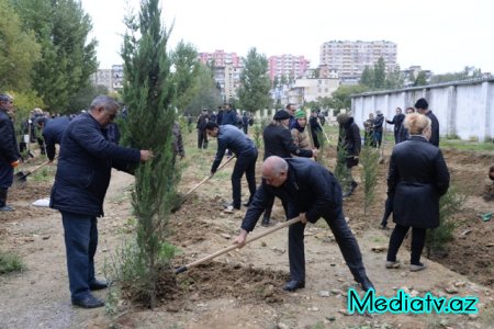Nəsimi rayonunda Yaşıl Marafon layihəsi çərçivəsində ağacəkmə aksiyası keçirilmişdir - FOTOLAR