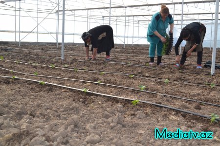 Füzulidə istixana kompleksi fəaliyyətə başlayıb - FOTOLAR