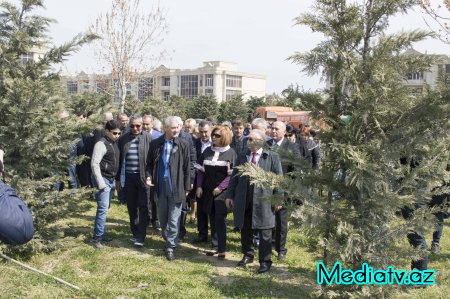 Nərimanov rayonunda yerləşən yaşıllıq zolağında iməcilik keçirilib - FOTOLAR