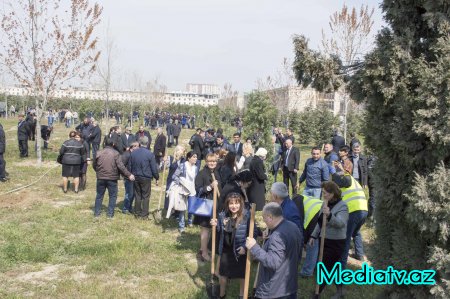 Nərimanov rayonunda yerləşən yaşıllıq zolağında iməcilik keçirilib - FOTOLAR