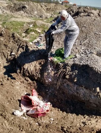 Şəki rayonunun Qoxmuq kəndində aşkarlanan yararsız heyvan cəmdəyi zərərsizləşdirilmişdir