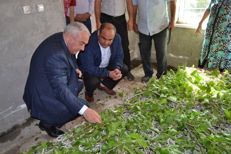 Füzulidə baramaçılığın inkişafına inkişafına ciddi diqqət yetirilir