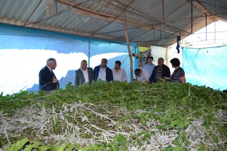 Füzulidə baramaçılığın inkişafına inkişafına ciddi diqqət yetirilir