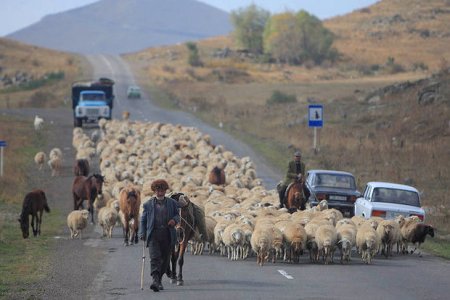 Qazaxda çobanı avtomobil vuraraq öldürüb