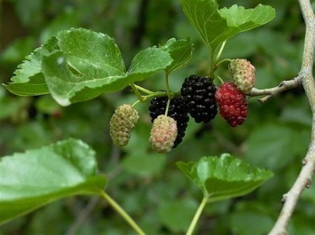 Eyni ağacda həm ağ, həm də qara tut yetişir