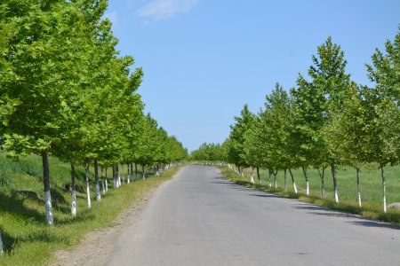 Füzulidə yaşıllıq zolaqlarının salınması, ekoloji tarazlığın qorunması