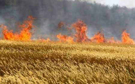 Qobustanda 250 hektar biçilmiş taxıl sahəsi yanıb