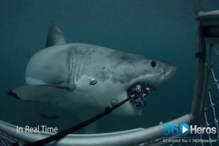 Köpək balığı dalğıcın kamerasını əlindən aldı