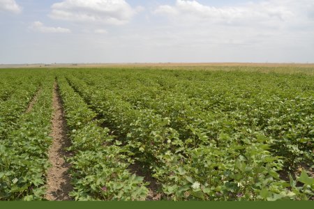 Füzulidə torpaqlardan təyinatına uyğun istifadə olunmasına nəzarət gücləndirilib
