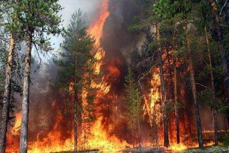Azərbaycanda baş vermiş meşə yanğınlarının səbəbi açıqlandı