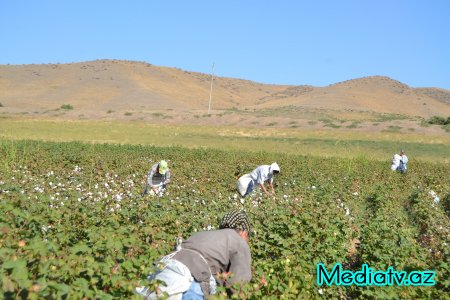 Füzulidə pambıq yığımı davam edir