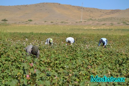 Füzulidə pambıq yığımı davam edir