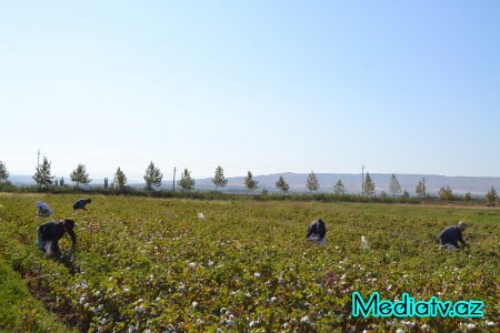 Füzulidə pambıq yığımı davam edir