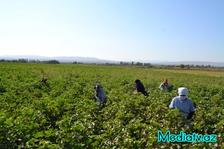 Füzulidə pambıq yığımı davam edir