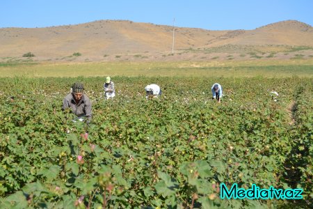 Füzulidə pambıq yığımı davam edir
