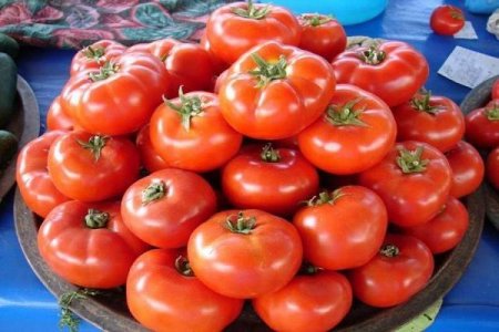 Azərbaycanlı fermer Kəlbəcərdə pomidor yetişdirir – FOTO